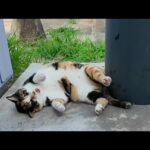 いつもは大体短く「ニャ」と鳴く三毛猫ちゃんだけど今日はなぜか長い「ニャーーン」だった(YouTube)