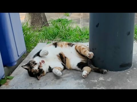 いつもは大体短く「ニャ」と鳴く三毛猫ちゃんだけど今日はなぜか長い「ニャーーン」だった(YouTube)