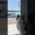 フェリー乗り場が縄張りのハチワレ猫ちゃん、待合室に人が来ると隣に座って撫でさせる(YouTube)