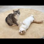 弟と遊びたくて何度も誘ってるのに無視されてる猫がこうなっちゃいました…笑(YouTube)