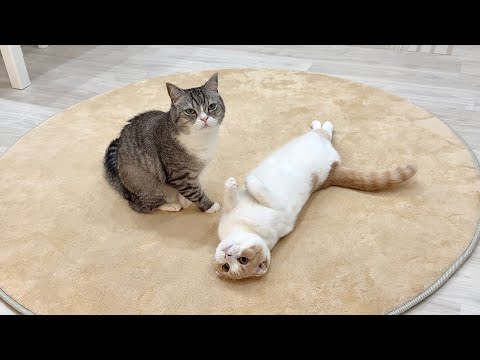 弟と遊びたくて何度も誘ってるのに無視されてる猫がこうなっちゃいました…笑(YouTube)