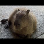 カピバラの水風呂　60万人ありがとう(YouTube)