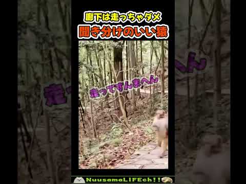 聞き分けが良過ぎる猿😂【おもしろ動物】 #funny #funny(YouTube)