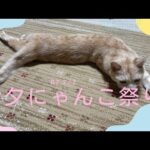 【猫動画】7/7七夕ミャンコ祭りだにゃ！〜にゃんともパレード〜#猫動画#猫#438(YouTube)