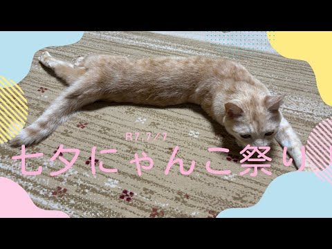 【猫動画】7/7七夕ミャンコ祭りだにゃ！〜にゃんともパレード〜#猫動画#猫#438(YouTube)