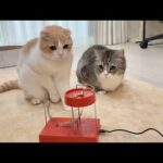 生まれて初めて永久機関を見た猫たちの反応が可愛すぎましたw(YouTube)