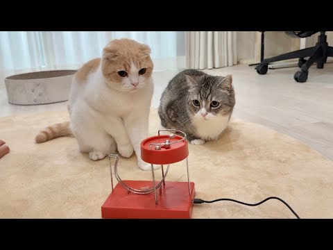 生まれて初めて永久機関を見た猫たちの反応が可愛すぎましたw(YouTube)