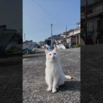 猫島の漁港で出会った白猫ちゃんがかわい過ぎる(YouTube)