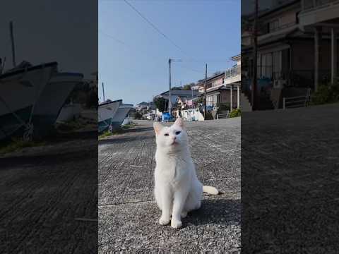 猫島の漁港で出会った白猫ちゃんがかわい過ぎる(YouTube)