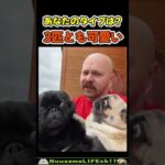 あなたのタイプはどの子？😂【パグ犬】 #犬 #dog(YouTube)