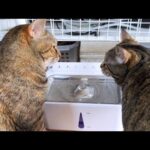 不思議ワールド麦わら猫は子猫の頃からずっと大姉ちゃん猫をリスペクトしています(YouTube)