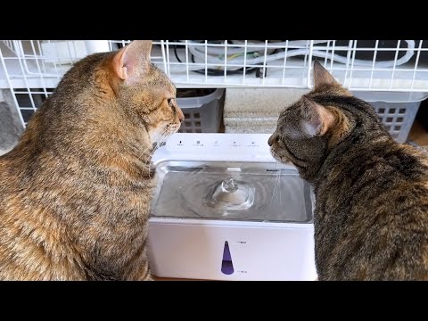 不思議ワールド麦わら猫は子猫の頃からずっと大姉ちゃん猫をリスペクトしています(YouTube)