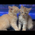 川で救助された子猫たちともお別れです(YouTube)