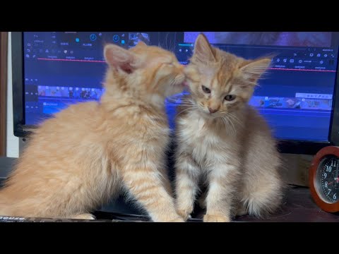 川で救助された子猫たちともお別れです(YouTube)