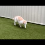 大雨なのにお散歩を我慢できずに庭に飛び出して行った猫がこうなっちゃいました…(YouTube)