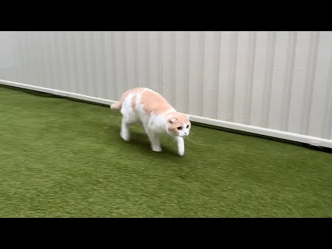 大雨なのにお散歩を我慢できずに庭に飛び出して行った猫がこうなっちゃいました…(YouTube)