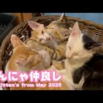 みんにゃ仲良し  The Kittens from May 2025  2025 07 21 2(YouTube)