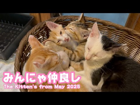 みんにゃ仲良し  The Kittens from May 2025  2025 07 21 2(YouTube)
