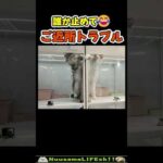 ご近所トラブル勃発😂 【喧嘩猫】#猫 #cat(YouTube)