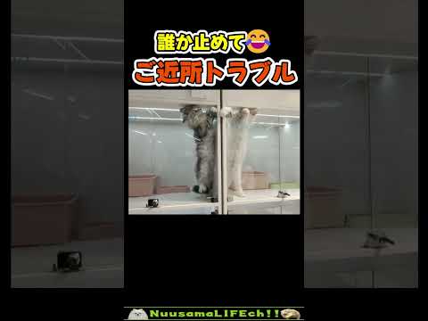 ご近所トラブル勃発😂 【喧嘩猫】#猫 #cat(YouTube)