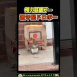 置き配を勝手に食べるリス😂【おもしろ動物】 #funny #funnyanimals(YouTube)