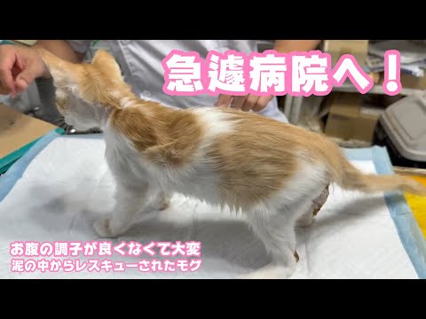 急遽病院へ！  お腹の調子が悪くて大変です  泥の中からレスキューされたモグ   2025 07 24 2(YouTube)