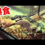 オオトカゲ飼育場の子達に初給餌をしてみると…個性ありすぎでおもしろすぎた【オオトカゲ飼育場#3】(YouTube)
