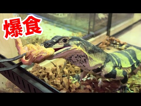 オオトカゲ飼育場の子達に初給餌をしてみると…個性ありすぎでおもしろすぎた【オオトカゲ飼育場#3】(YouTube)
