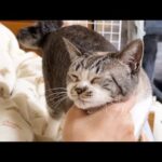 【猫のご飯ルーティン】我が家の姫猫のルーティンが再開したのでお食事中は動けません(笑)(YouTube)