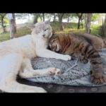 仲良しのシャム猫とキジ猫コンビは暑くてもくっついて眠りたい？(YouTube)