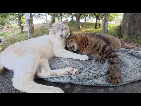仲良しのシャム猫とキジ猫コンビは暑くてもくっついて眠りたい？(YouTube)
