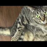 【猫動画】夏の癒しニャンコ祭り開催中だニャ！〜にゃんともパレード〜#猫動画#猫#440(YouTube)