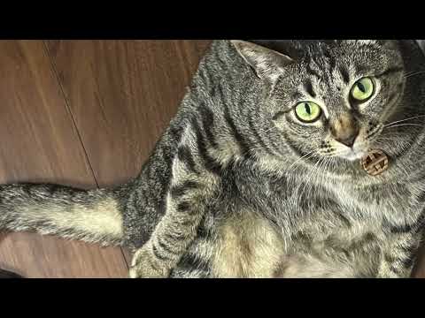 【猫動画】夏の癒しニャンコ祭り開催中だニャ！〜にゃんともパレード〜#猫動画#猫#440(YouTube)