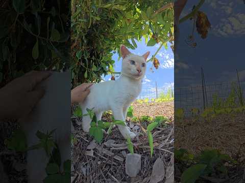 宝石のような瞳を持つ猫が甘噛みしてきた #猫 #cat #ねこ(YouTube)