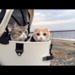 猫たちと一緒に海にお散歩しに行ったら大喜びで可愛すぎました…笑(YouTube)
