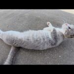 甘えん坊の灰色猫をモフっていたらビビりな妹猫もやって来た(YouTube)