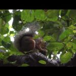 クルミの実から果皮をかじり取るニホンリス：井の頭自然文化園(YouTube)