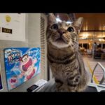 【徳島猫まとめ】今週撮れたけど未公開だった尊い瞬間🐱💕2025/7/2w(YouTube)