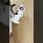 お母さんの後をついて行って、一鳴きすれば貰えるはず 、ちょろいです(YouTube)