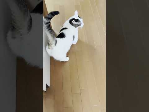 お母さんの後をついて行って、一鳴きすれば貰えるはず 、ちょろいです(YouTube)