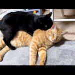 久しぶりに飼い主と話したお兄ちゃん猫は嬉しさで何をされても気になりません！(YouTube)