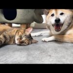 妹猫に好かれすぎてリスペクトされすぎな麦わら猫(YouTube)