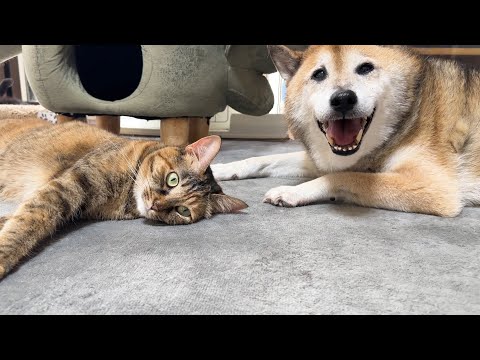 妹猫に好かれすぎてリスペクトされすぎな麦わら猫(YouTube)