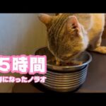 45時間  3本脚になったノラオ   2025 07 02 1(YouTube)