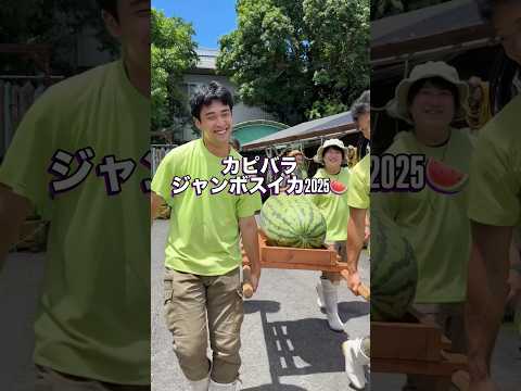 カピバラのジャンボスイカタイム🍉2025(YouTube)