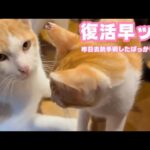 復活早ッ！  去勢手術してから18時間しか経ってません  ユウ＆ヤー   2025 07 14 1(YouTube)