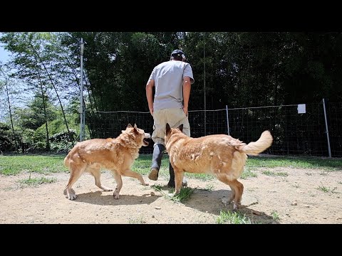 保健所から来たややこしい人達のブラッシング(YouTube)