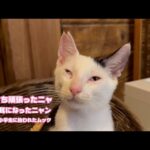 オレッち頑張ったニャ  さくら耳になったニャン   ボッチで小学生に拾われたムック   2025 07 23 1(YouTube)