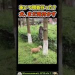 あいつ、気付いてないニャ😂【犬猫】 #犬 #dog #猫 #cat(YouTube)
