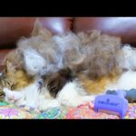 ファーミネーターで長毛種の大型猫が幽体離脱した瞬間🐈～🐈(YouTube)